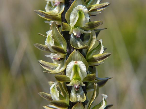 Prasophyllum elatum - Tall Leek Orchid.jpg